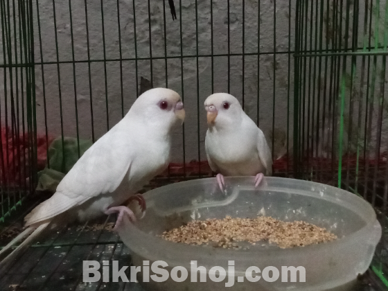 বাজুরিকা রেড আই পাখি